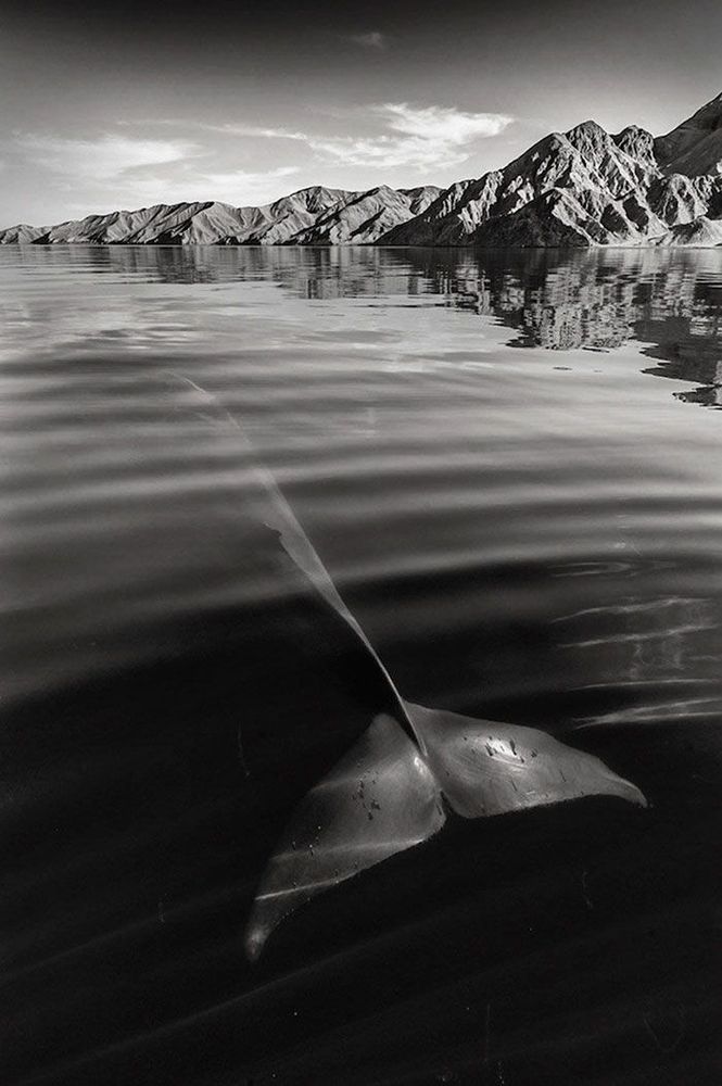 Ce photographe a passé 25 ans à montrer la beauté majestueuse des dauphins et des baleines | So Busy Girls