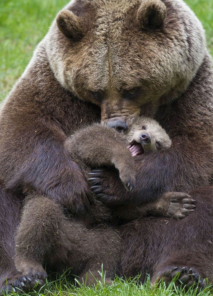 Ces mamans ourses et leur ourson sont vraiment trop mignons ! | So Busy Girls
