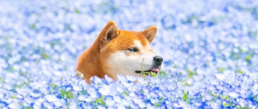 Ces 10 photos de chien au milieu de mers de fleurs vont vous donner le sourire illico | So Busy Girls