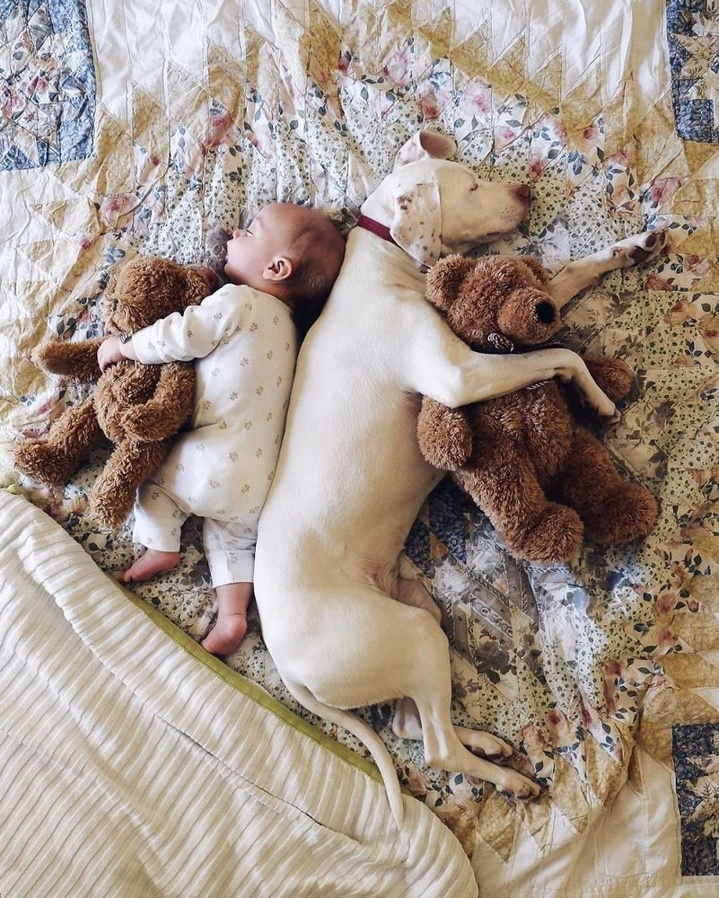 Ce bébé de 8 mois et cette chienne adorent faire la sieste ensemble... et ils sont trop mignons ! | So Busy Girls