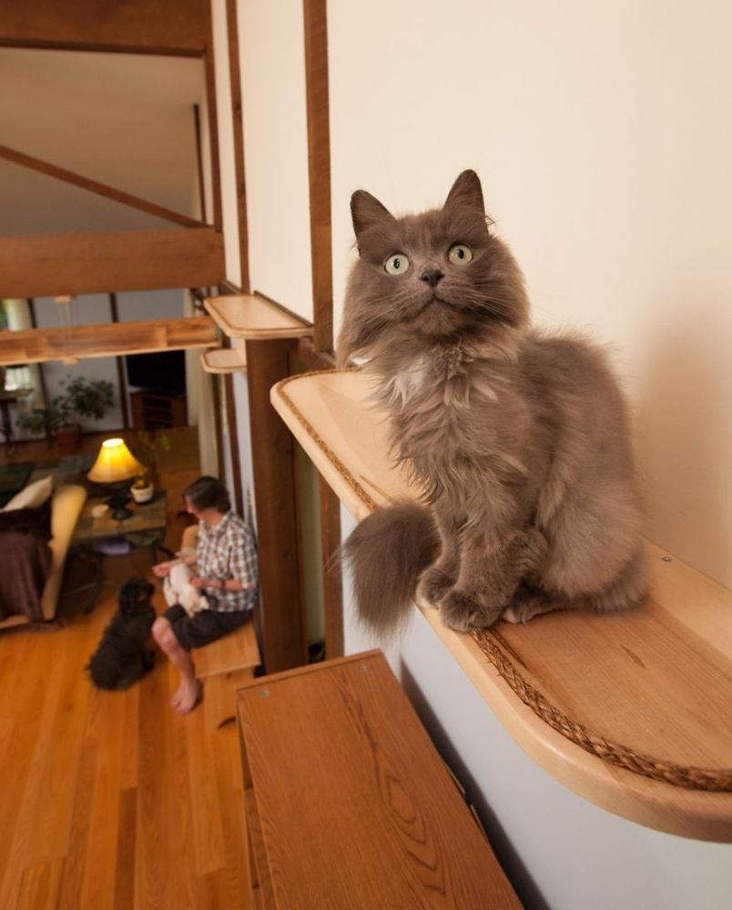 Il transforme une maison pour faire le bonheur de 7 chats | So Busy Girls