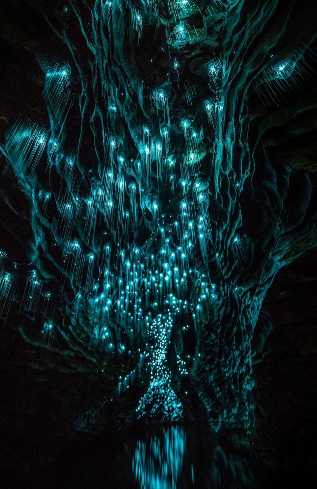 Des centaines de vers luisants transforment cette grotte néo-zélandaise en magnifique nuit étoilée | So Busy Girls