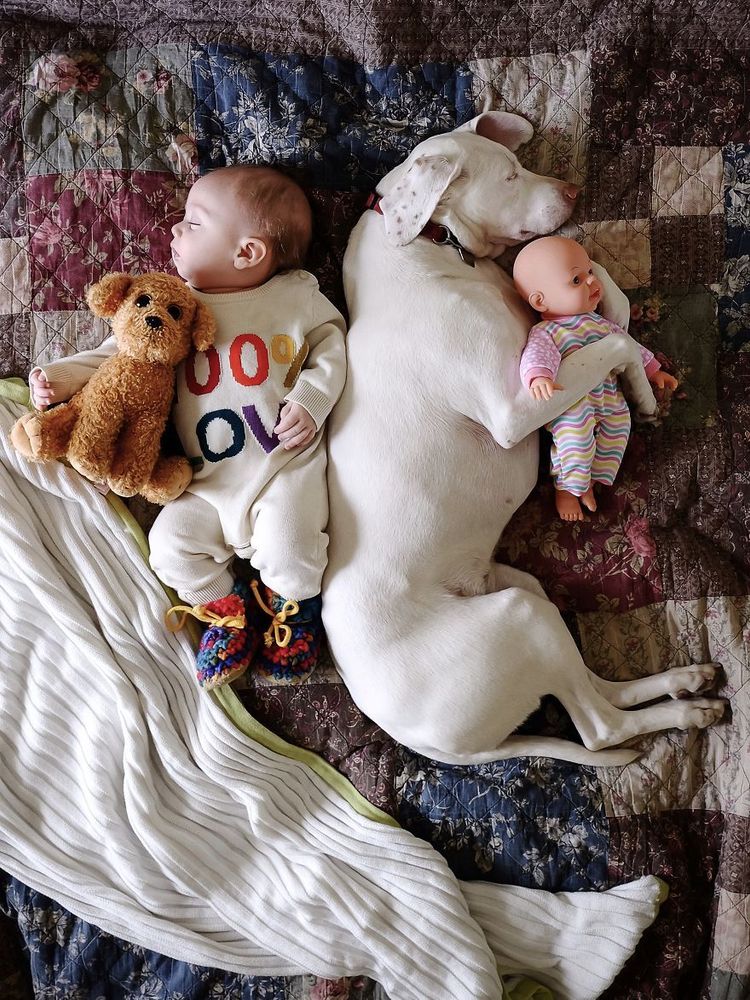 Ce bébé de 8 mois et cette chienne adorent faire la sieste ensemble... et ils sont trop mignons ! | So Busy Girls