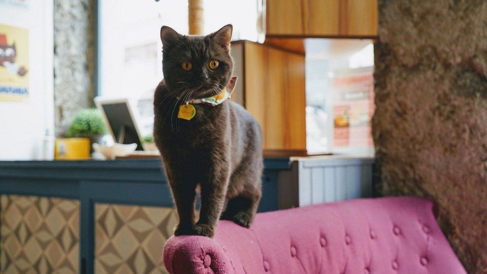 Découvrez le GentleCat, le premier Escape Game avec des chats | So Busy Girls