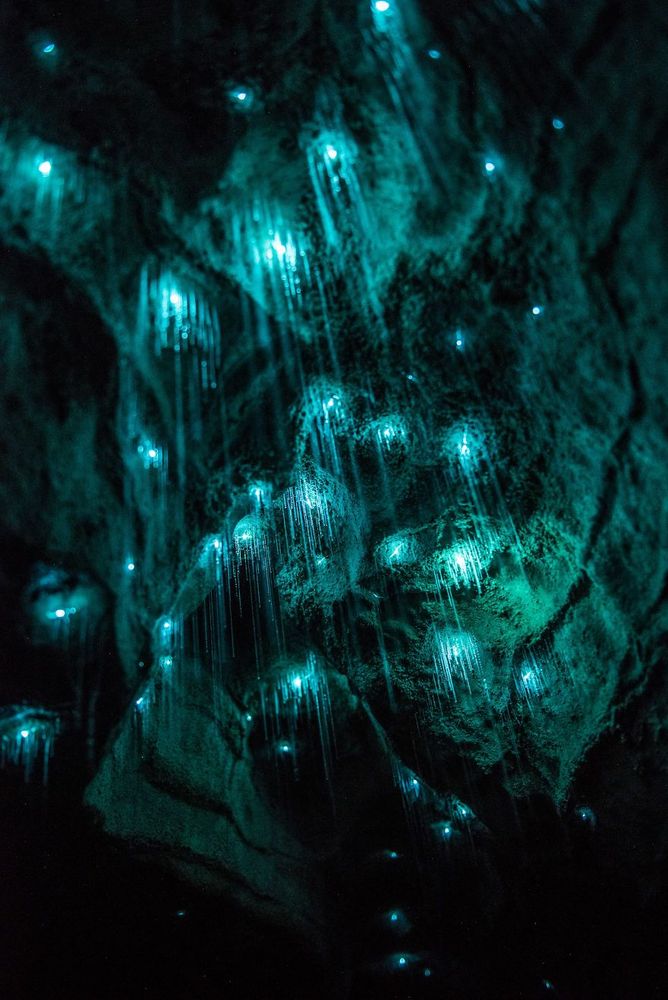 Des centaines de vers luisants transforment cette grotte néo-zélandaise en magnifique nuit étoilée | So Busy Girls
