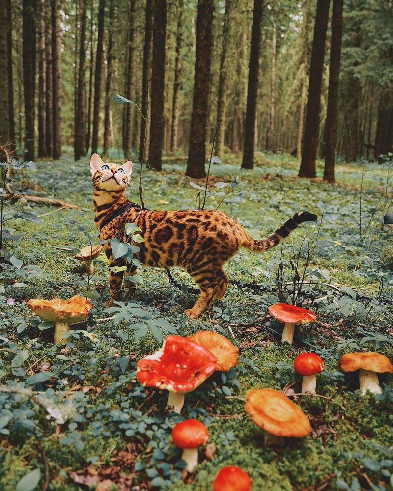 Découvrez Suki, le chat Bengal qui fait le tour du monde avec sa maîtresse | So Busy Girls