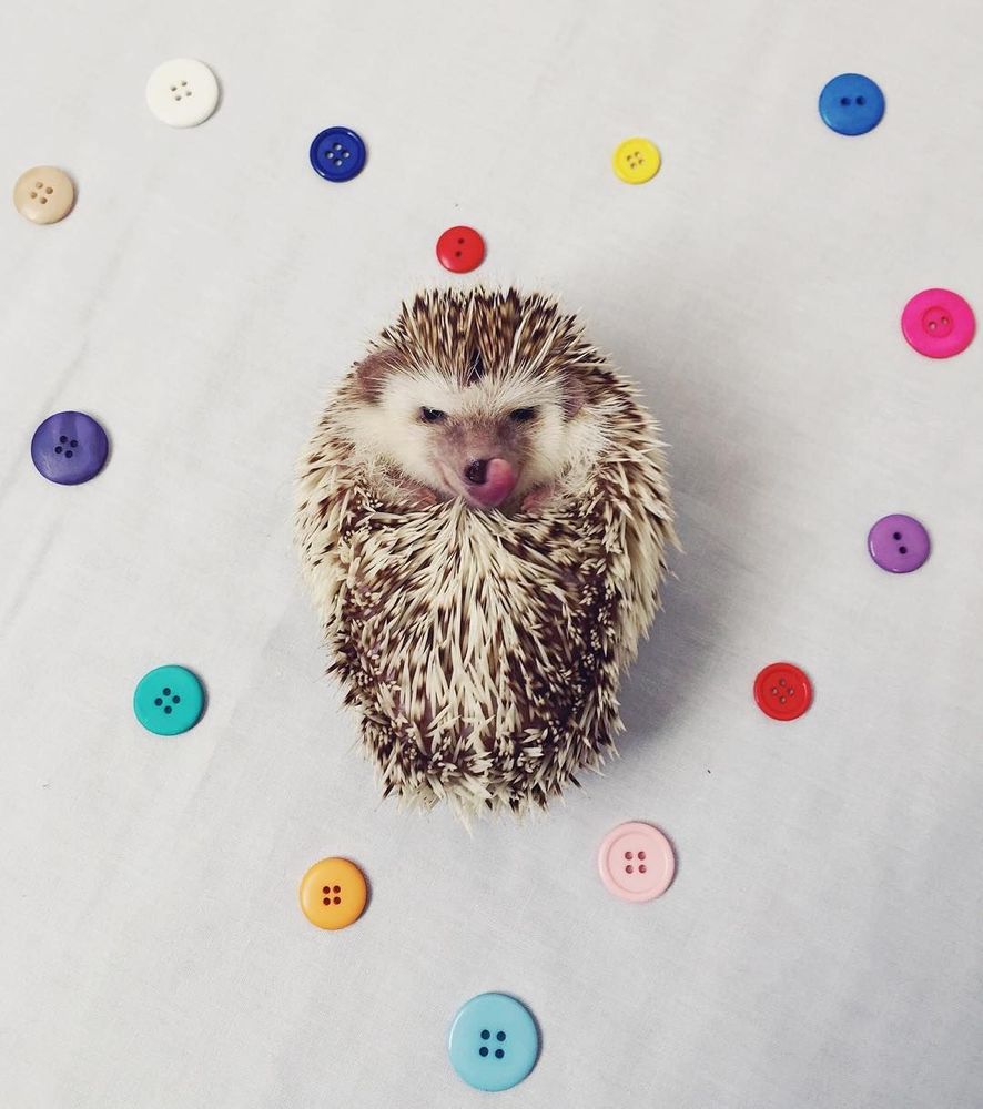 Ce "hérisson vampire" est la dernière star d'Instagram | So Busy Girls