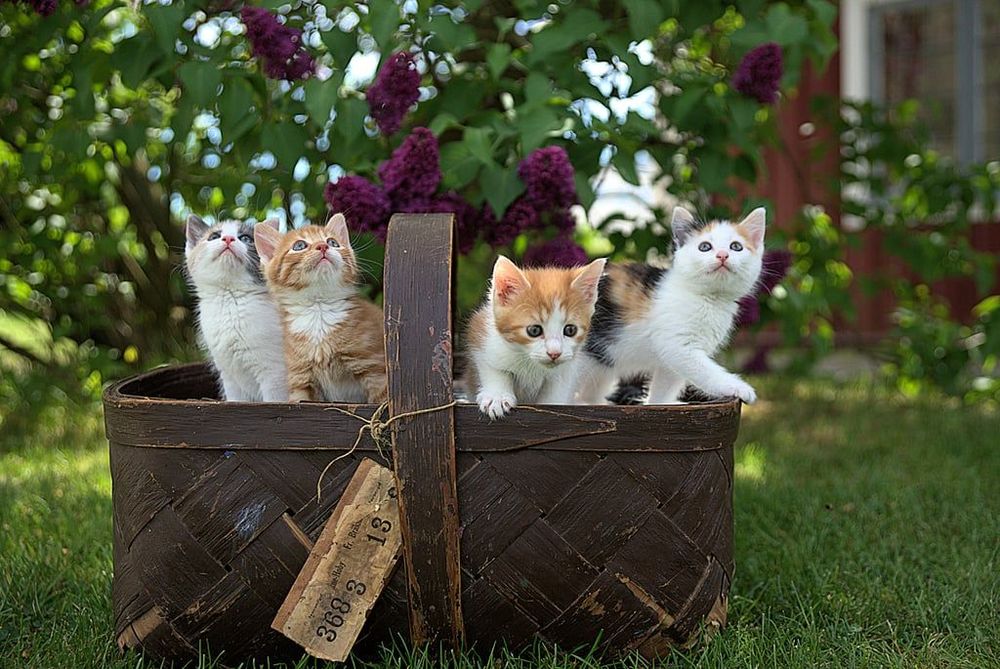 18 photos de chats tellement adorables que vous ne pourrez pas vous empêcher de sourire | So Busy Girls