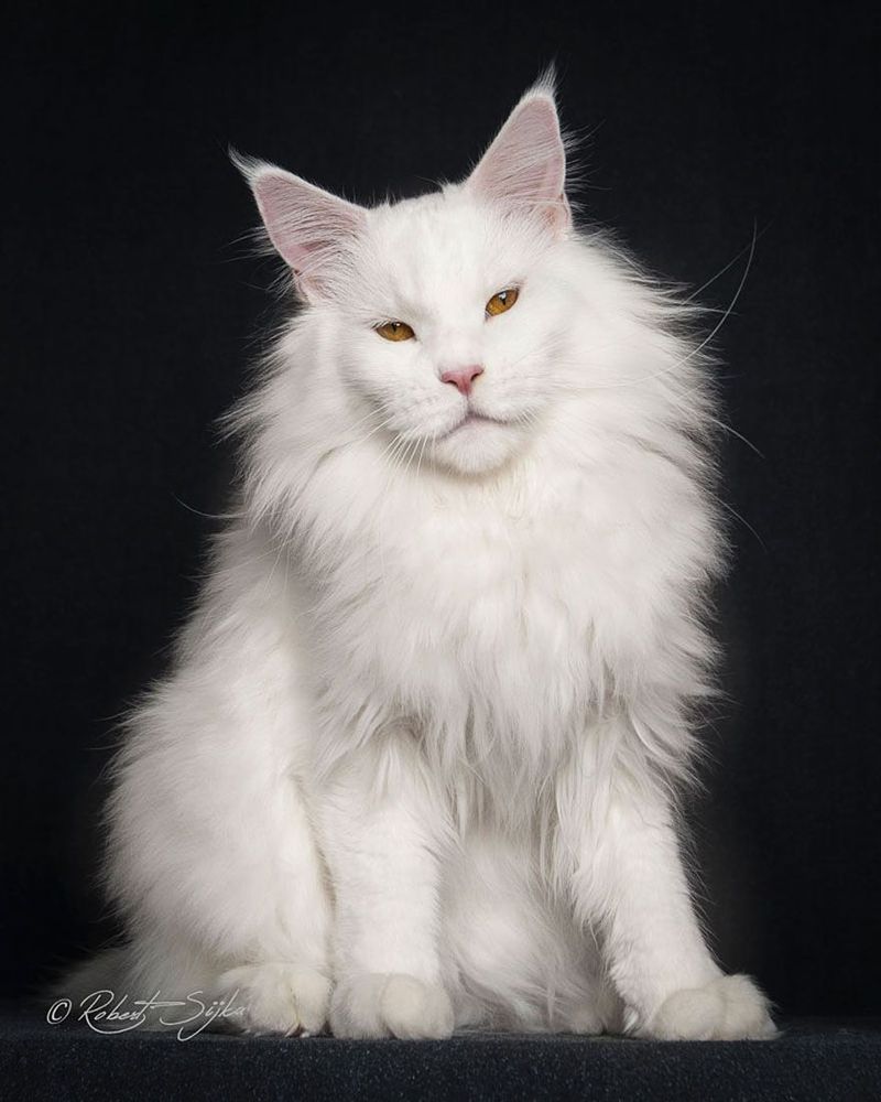 12 photos qui révèlent la beauté majestueuse des Maine Coons | So Busy Girls