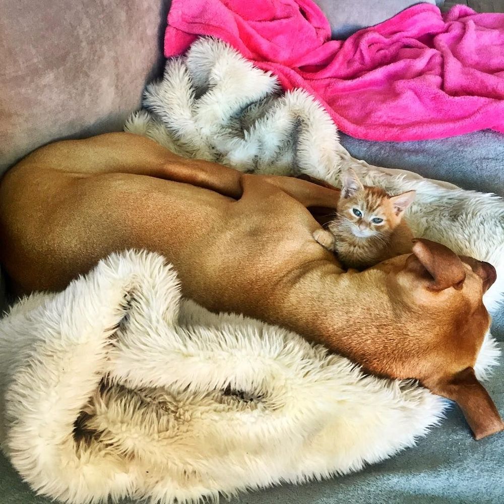 Cette chienne se prend pour la maman du chaton, et ces 2 là sont devenus inséparables ! | So Busy Girls