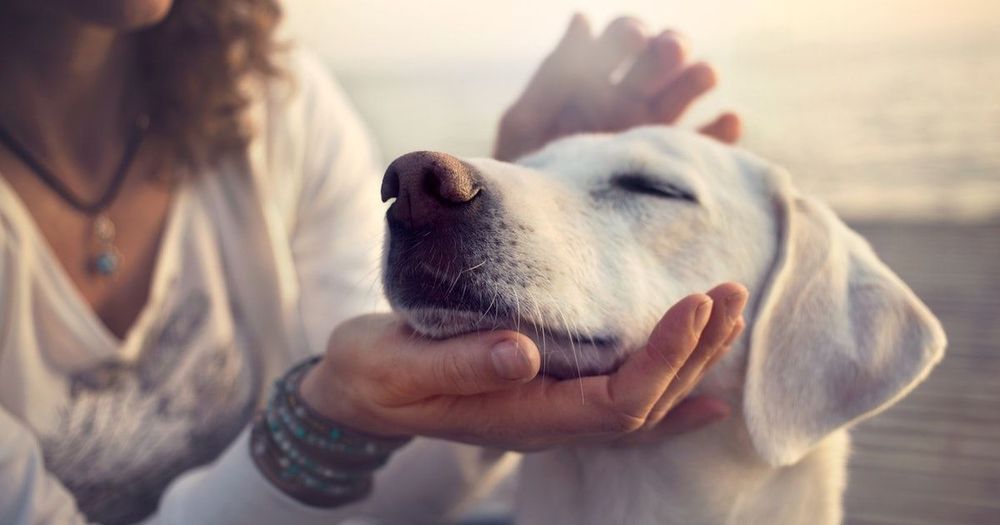 C'est prouvé : aimer les chiens, c'est génétique (et les détester aussi) | So Busy Girls