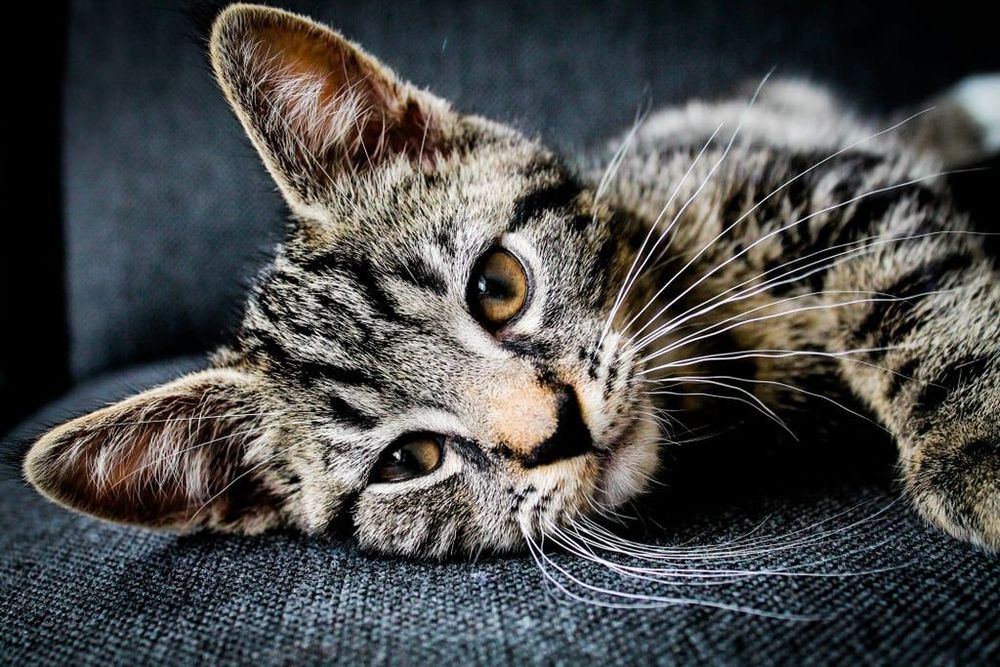 18 photos de chats tellement adorables que vous ne pourrez pas vous empêcher de sourire | So Busy Girls