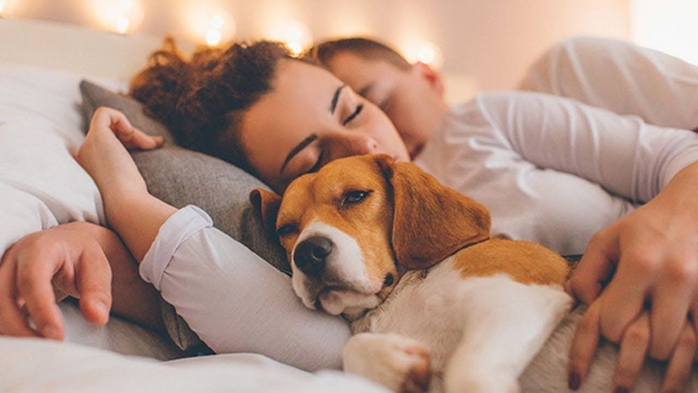 On dormirait beaucoup mieux avec son chien qu'avec sa moitié ! | So Busy Girls