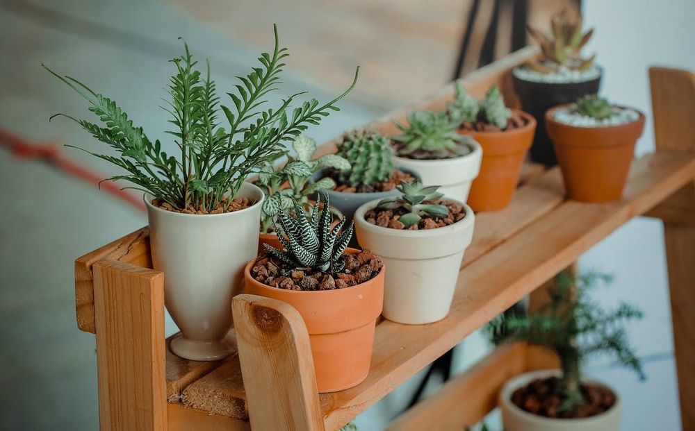 5 conseils pour sauver une plante beaucoup trop arrosée | So Busy Girls
