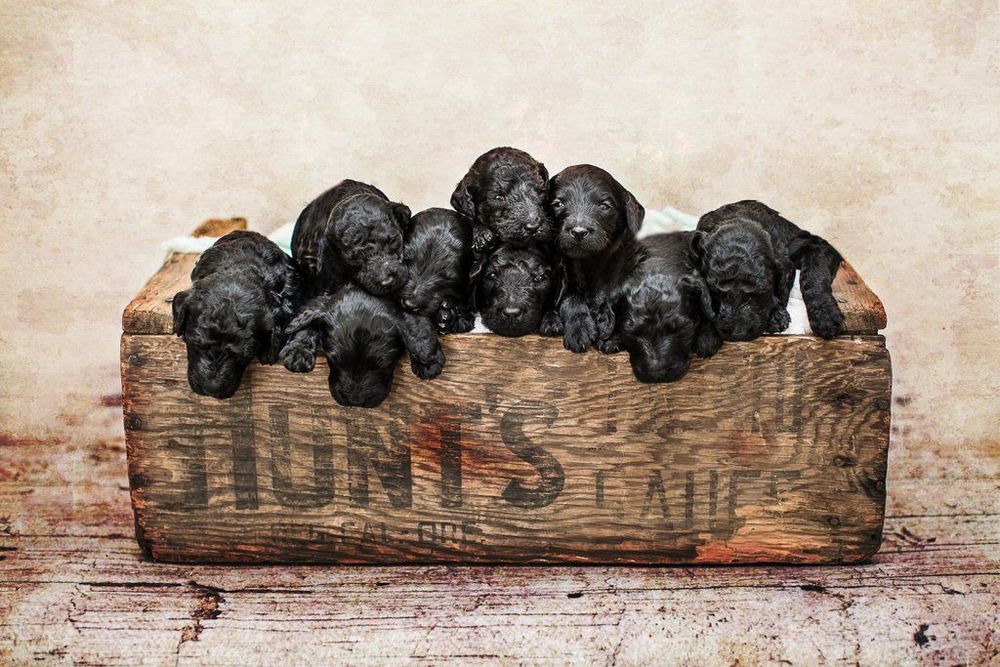 Ces photos de naissance avec 9 chiots qui entourent le bébé sont tout simplement adorables | So Busy Girls