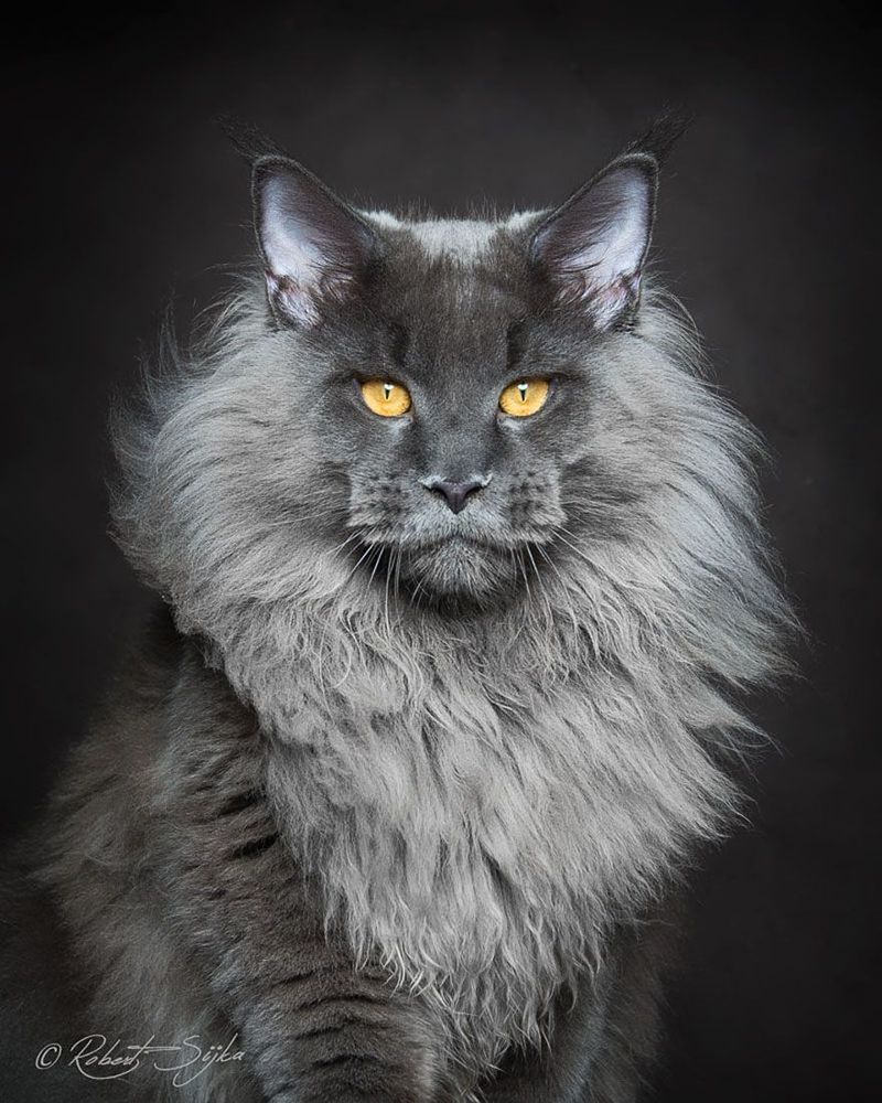 12 photos qui révèlent la beauté majestueuse des Maine Coons | So Busy Girls
