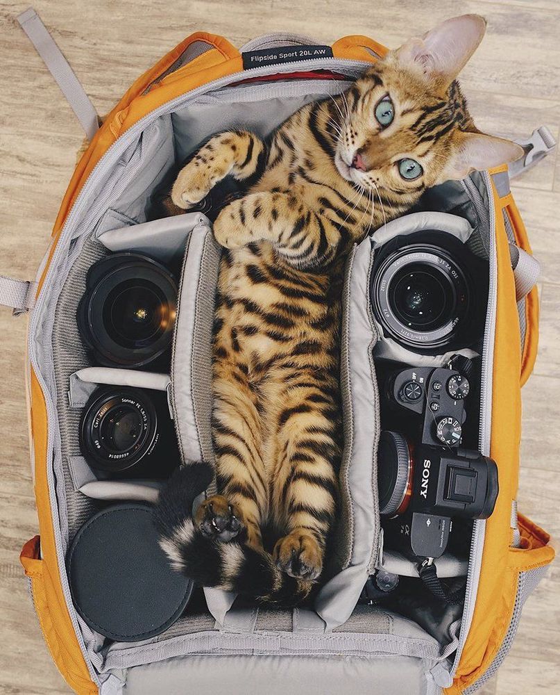 Découvrez Suki, le chat Bengal qui fait le tour du monde avec sa maîtresse | So Busy Girls
