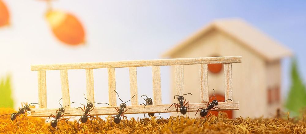 Les insecticides naturels pour repousser efficacement les fourmis | So Busy Girls