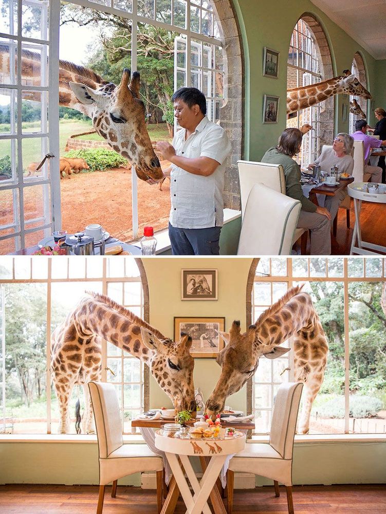 Déjeunez avec une girafe au Giraffe Manor, Langata au Kenya | So Busy Girls