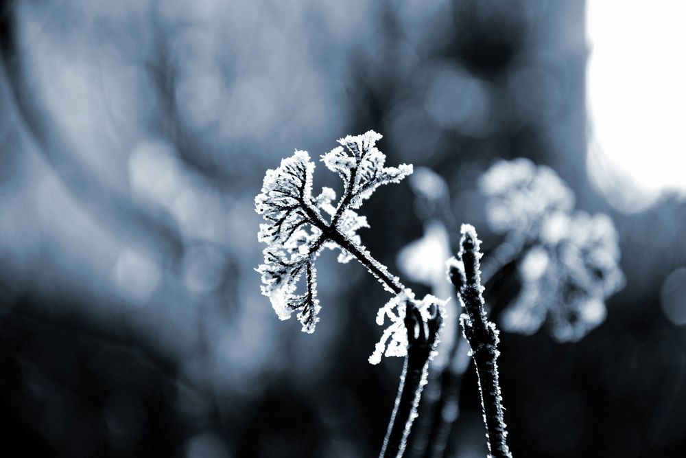 « On n’a pas vu le thermomètre monter » : ce dimanche glacé qui marque vraiment l’entrée dans l’hiver | So Busy Girls