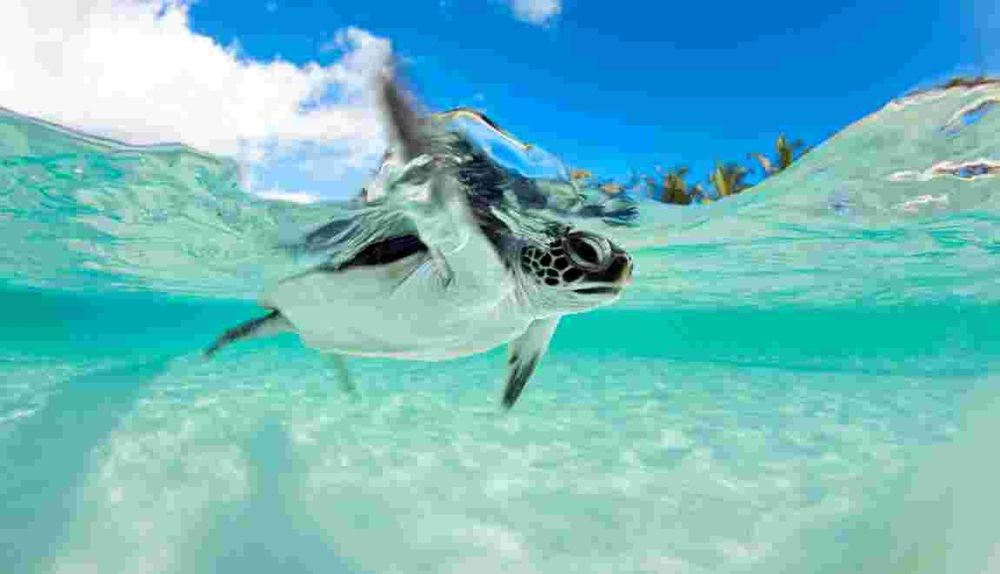 Alerte Job de Rêve : devenez soigneur de tortues dans cet hôtel de luxe aux Maldives | So Busy Girls