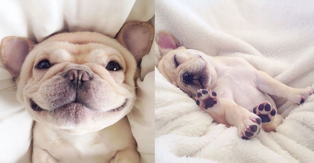Découvrez Milo, le bulldog narcoleptique qui va vous faire sourire illico ! | So Busy Girls