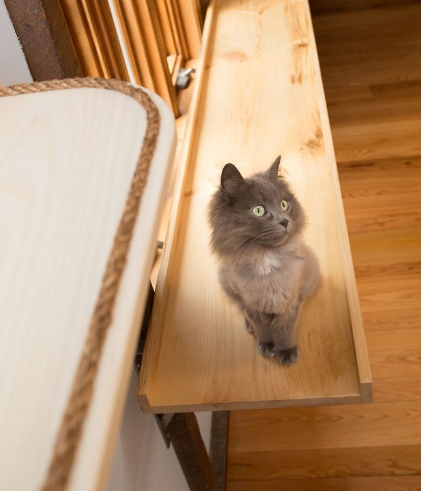 Il transforme une maison pour faire le bonheur de 7 chats | So Busy Girls
