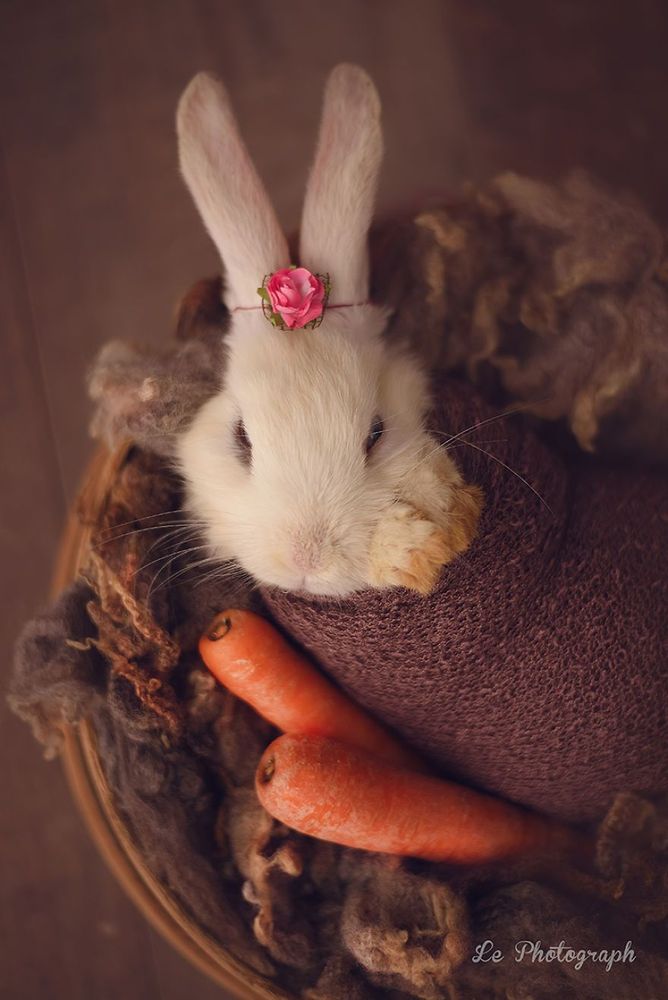 Ce bébé lapin est tellement mignon que vous allez avoir envie de lui faire un câlin | So Busy Girls