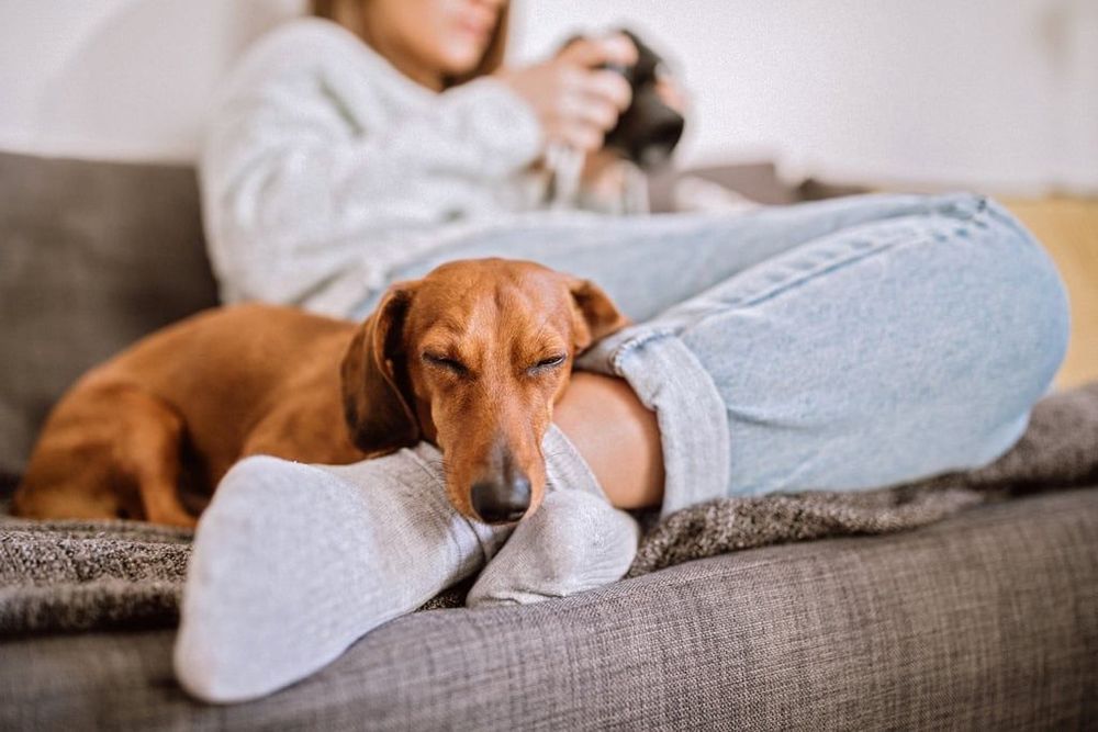 C'est prouvé : avoir un chien permet d'être en meilleure santé et de vivre plus longtemps | So Busy Girls