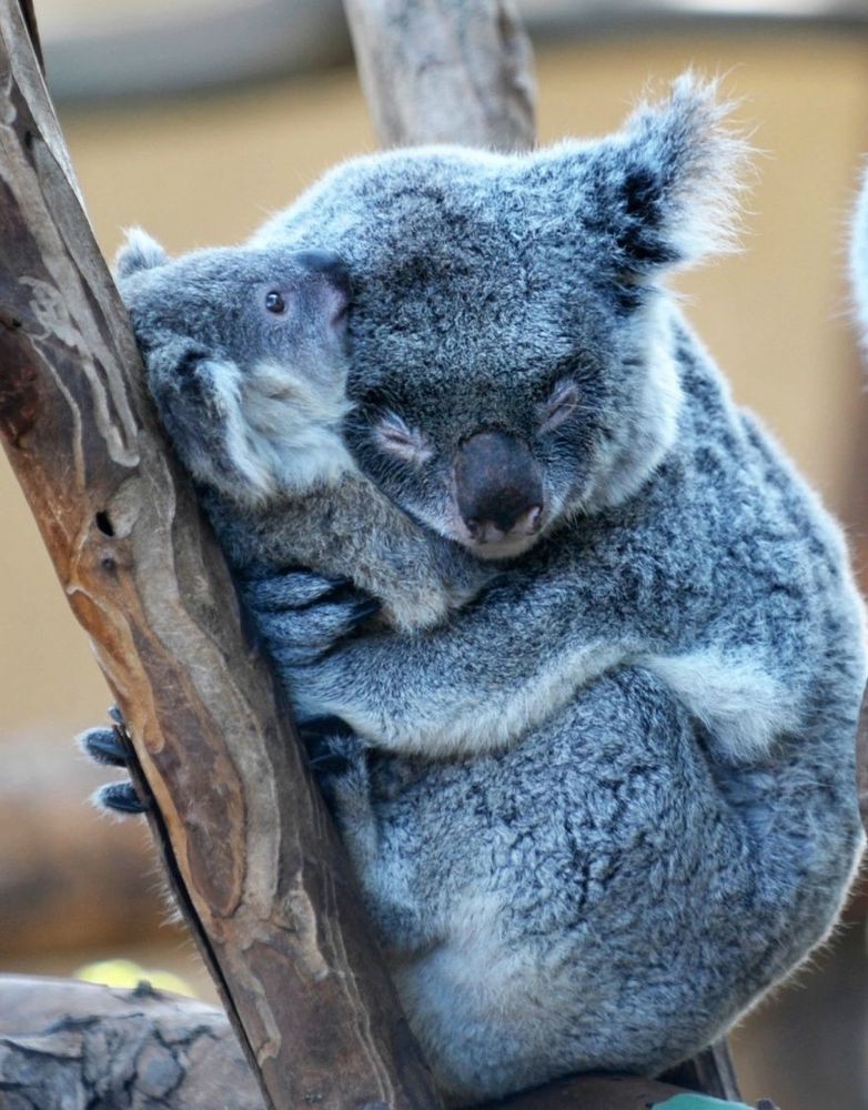 17 animaux adorables qui pourront toujours compter sur l'amour de leur mère | So Busy Girls