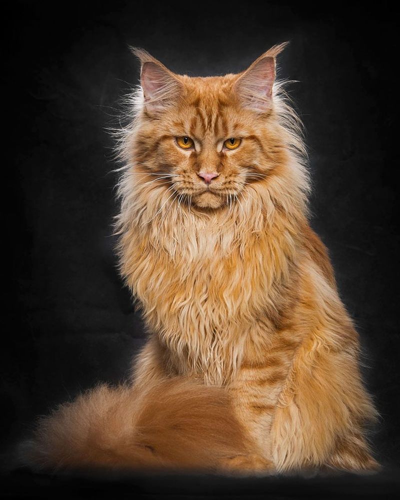12 photos qui révèlent la beauté majestueuse des Maine Coons | So Busy Girls
