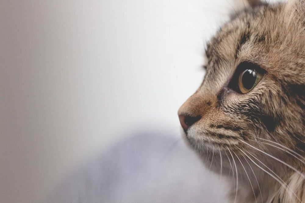 18 photos de chats tellement adorables que vous ne pourrez pas vous empêcher de sourire | So Busy Girls