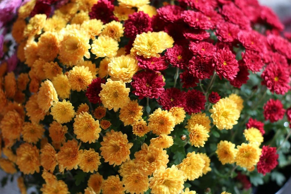 Pourquoi dépose-t-on des chrysanthèmes sur les tombes à la Toussaint ? | So Busy Girls