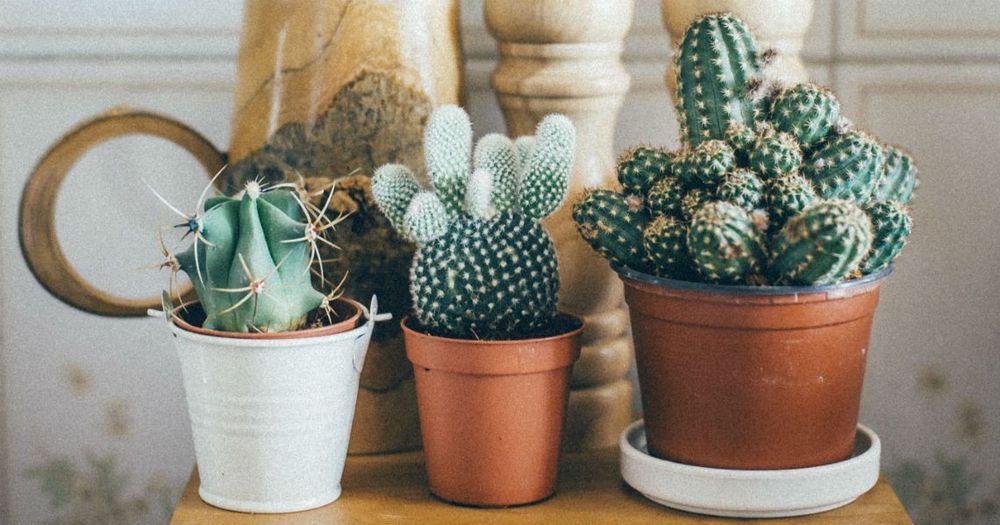 Les 12 bienfaits beauté de l'eau de cactus | So Busy Girls