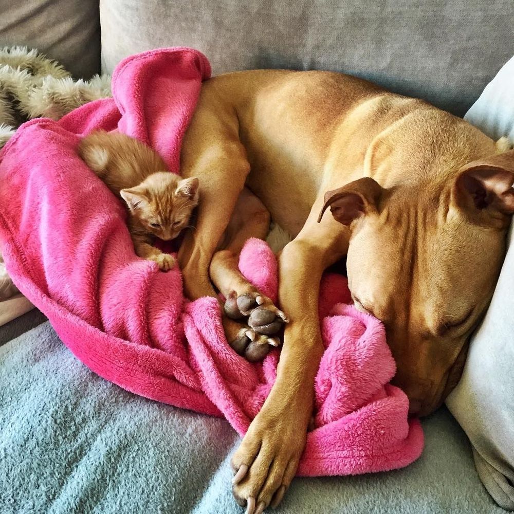 Cette chienne se prend pour la maman du chaton, et ces 2 là sont devenus inséparables ! | So Busy Girls