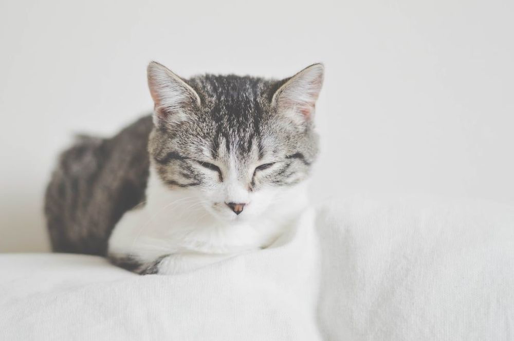 18 photos de chats tellement adorables que vous ne pourrez pas vous empêcher de sourire | So Busy Girls