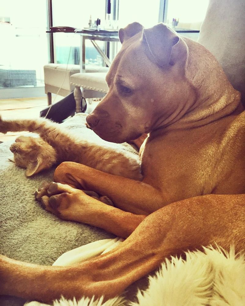 Cette chienne se prend pour la maman du chaton, et ces 2 là sont devenus inséparables ! | So Busy Girls