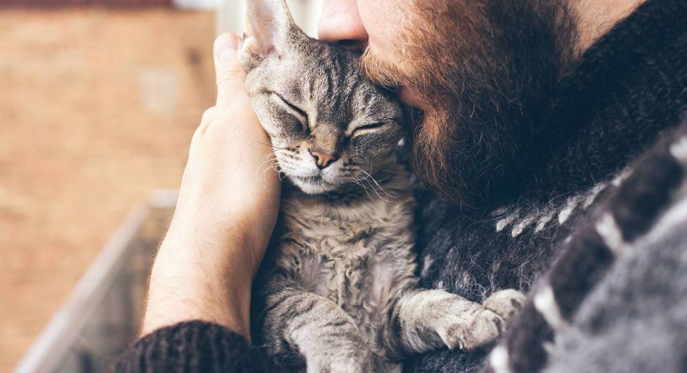 D'après des chercheurs américains, les chats s'attachent à leur maître comme les bébés à leurs parents | So Busy Girls