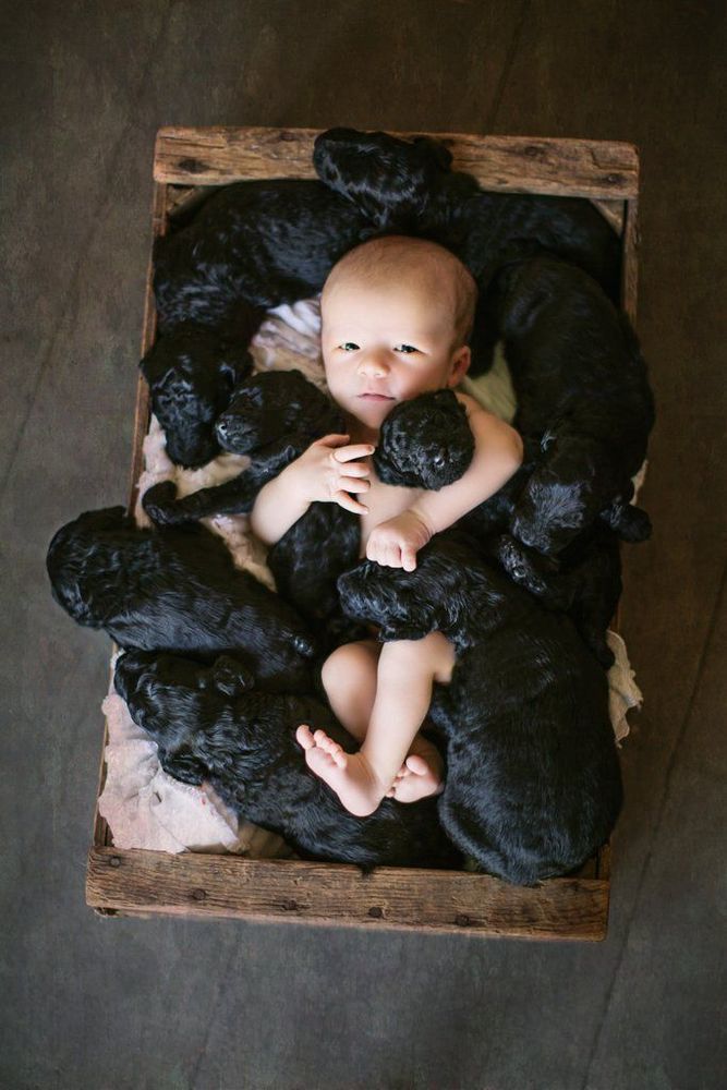 Ces photos de naissance avec 9 chiots qui entourent le bébé sont tout simplement adorables | So Busy Girls