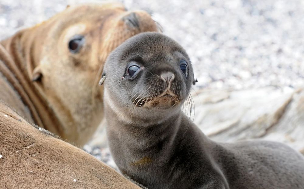 « Saison folle » : pourquoi les bébés otaries débarquent désormais dans des lieux totalement inattendus | So Busy Girls