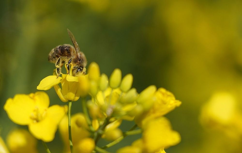 Les bienfaits du miel de Manuka pur : un trésor de la nature pour votre santé | So Busy Girls