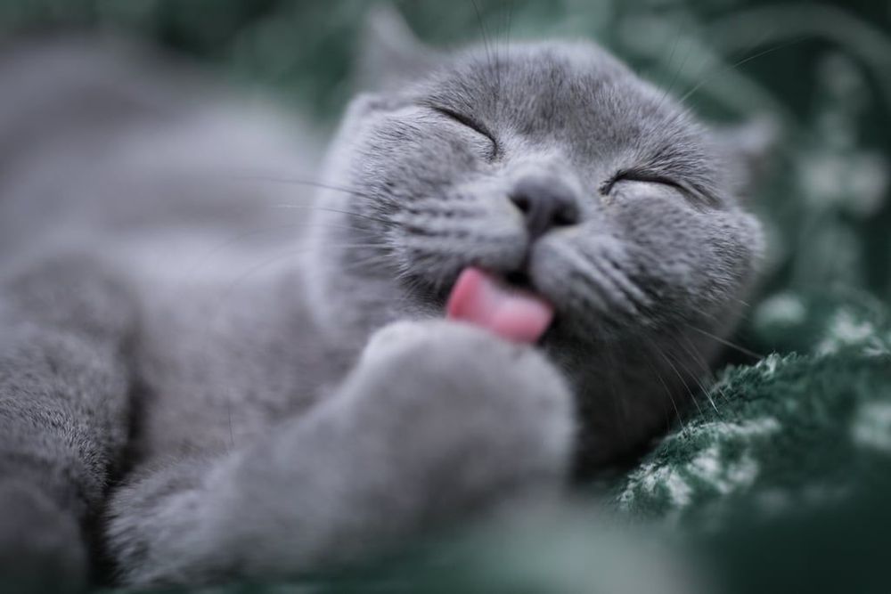 18 photos de chats tellement adorables que vous ne pourrez pas vous empêcher de sourire | So Busy Girls