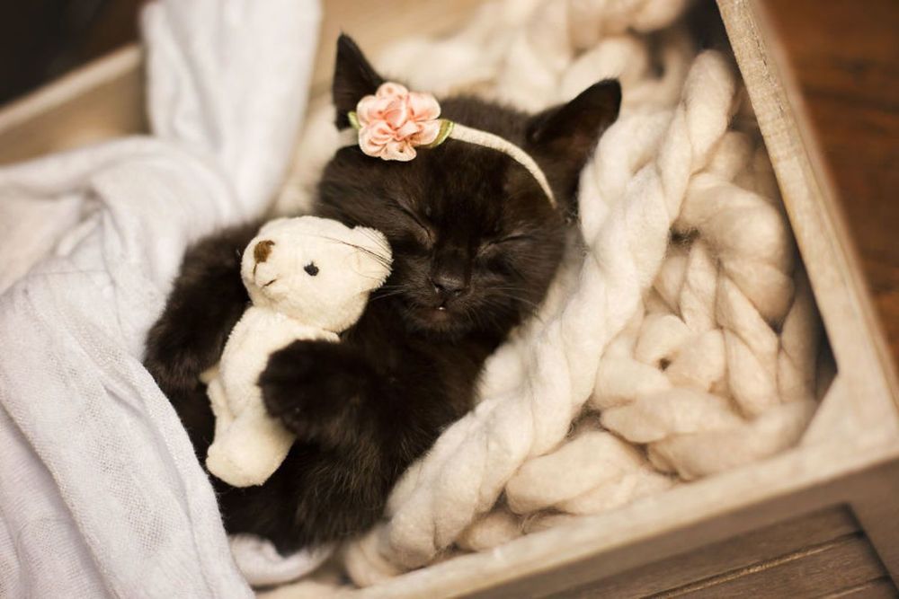 Les photos de ce chaton endormi sont si mignonnes qu'elles vont vous faire craquer ! | So Busy Girls