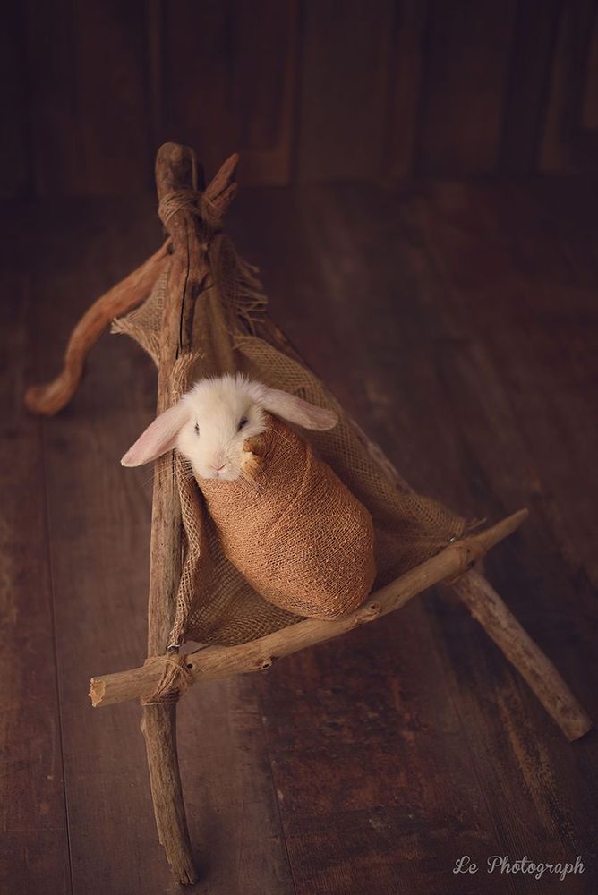 Ce bébé lapin est tellement mignon que vous allez avoir envie de lui faire un câlin | So Busy Girls