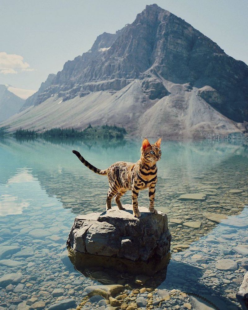 Découvrez Suki, le chat Bengal qui fait le tour du monde avec sa maîtresse | So Busy Girls