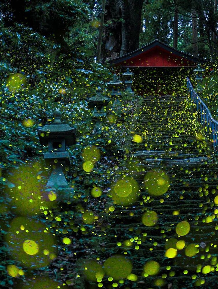 Ces photos de lucioles qui illuminent le paysage à la nuit tombée sont tellement magnifiques qu'elles vont vous sembler surréalistes | So Busy Girls