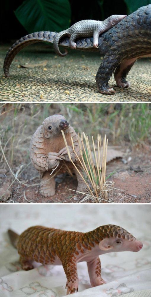 Bébé pangolin | So Busy Girls