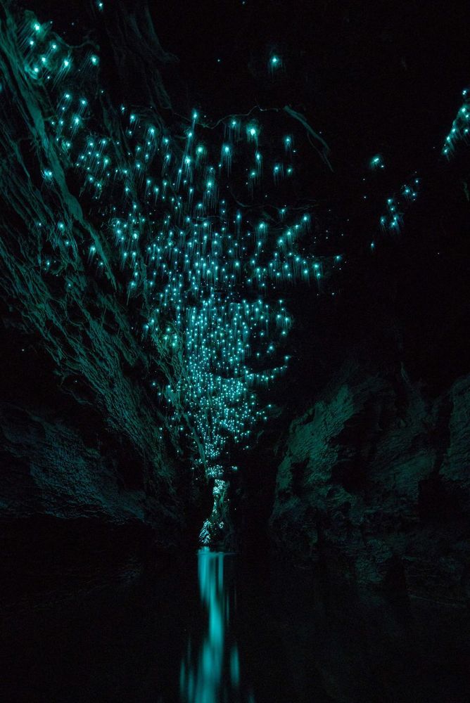 Des centaines de vers luisants transforment cette grotte néo-zélandaise en magnifique nuit étoilée | So Busy Girls