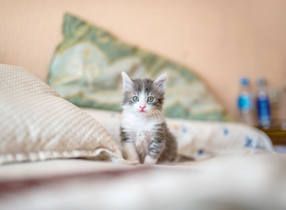 18 photos de chats tellement adorables que vous ne pourrez pas vous empêcher de sourire | So Busy Girls