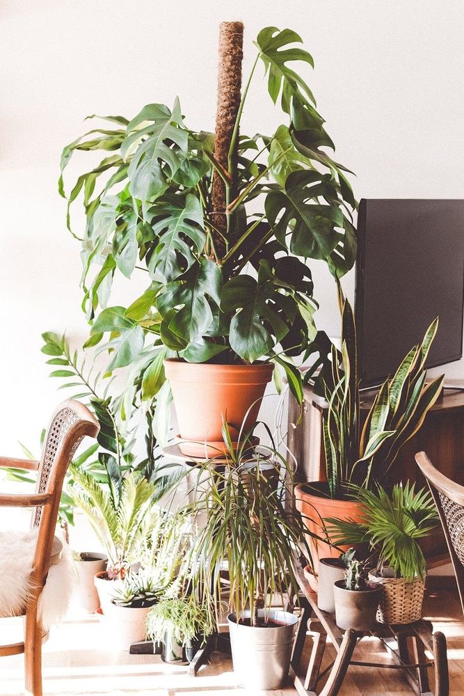 Cette étude montre comment les plantes peuvent améliorer notre humeur et notre productivité au travail | So Busy Girls